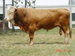 河南养牛产业聚焦 泰高牧业引领的大型黄牛养殖场分布