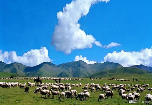 畜牧业转型升级，泰高牧业快马加鞭引领养殖业新篇章